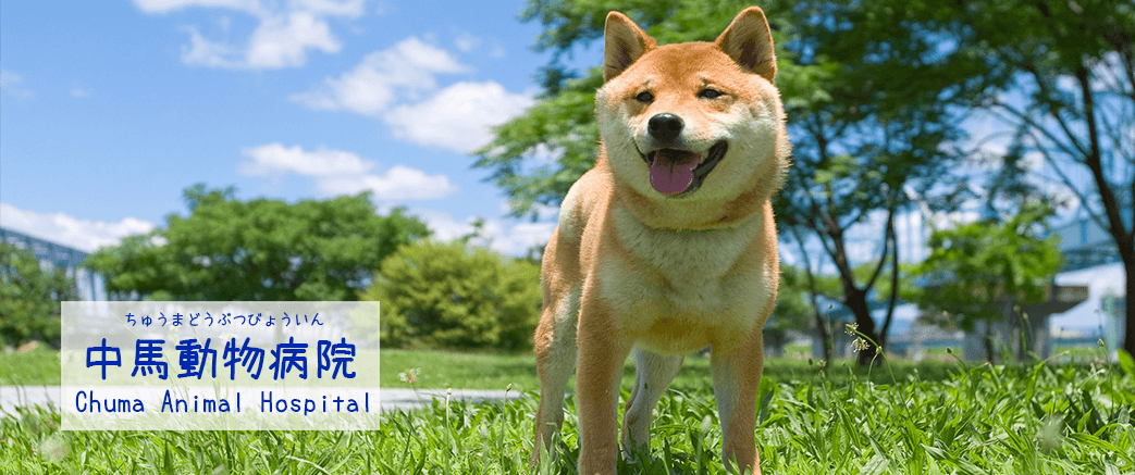 動物 病院 馬 中 つるばやし動物病院